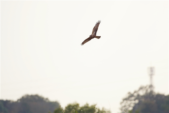 `Eq,Eastern Marsh Harrier